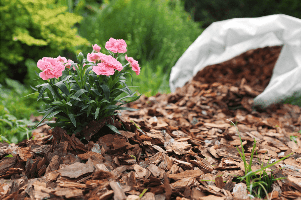 Choosing the Right Tree for Your Wake Forest Yard