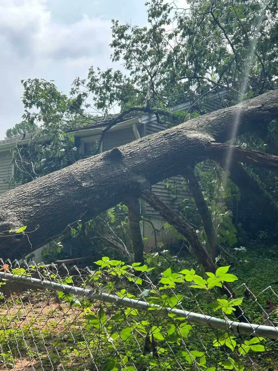 Storm-felled tree down on a fence line