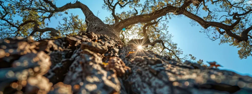 Summer Tree Stress: What It Is and How to Prevent It
