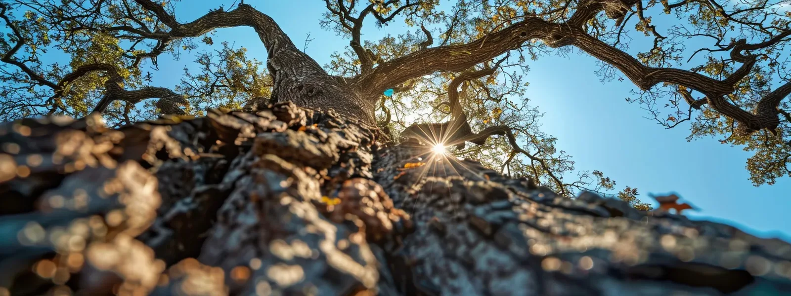 How Seasonal Weather in North Carolina Affects Your Trees