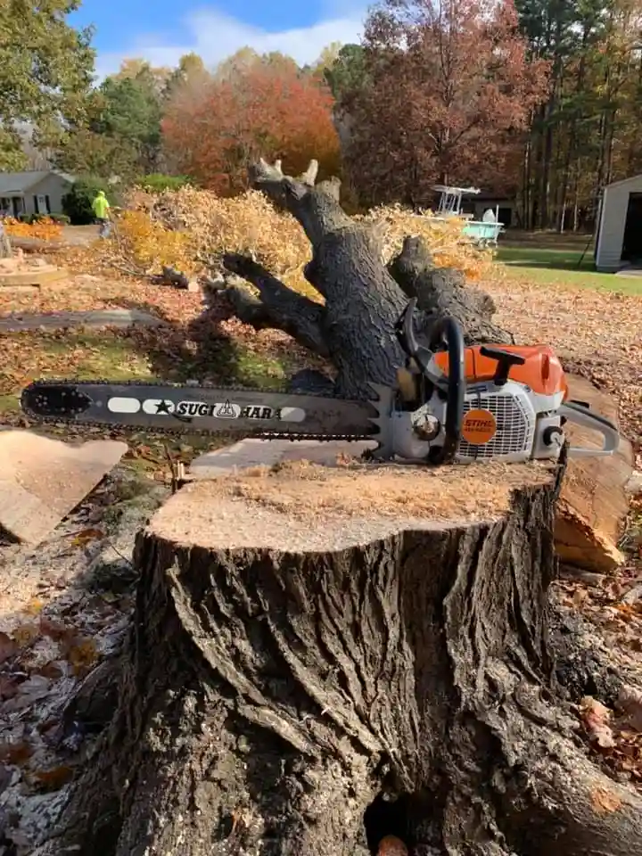 Tree Removal Myths That Might Be Costing You
