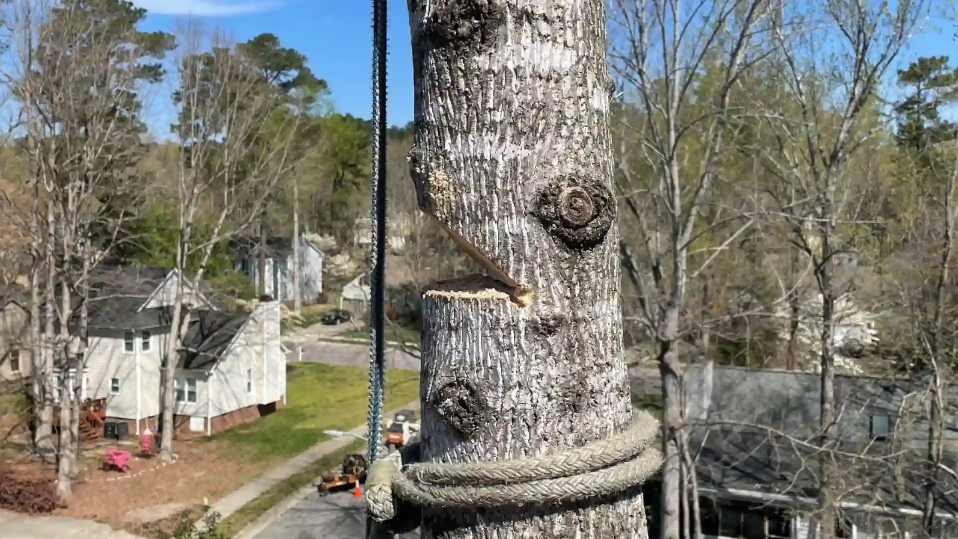 How to Prevent Your Tree From Storm Damage or High Winds in North Carolina