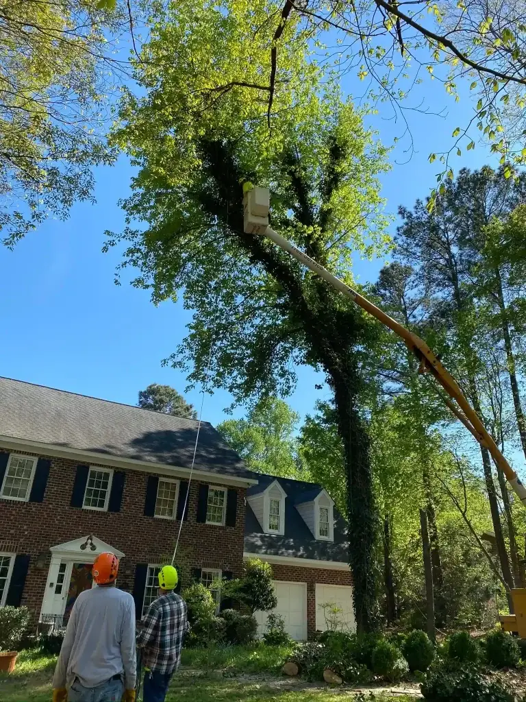 Top 5 Reasons You Should Avoid DIY Tree Cutting