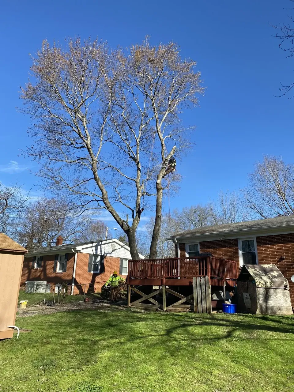 Fonvilletreeservice arborist climbing tall deciduous tree with ropes while ground crew assists in residential backyard NC