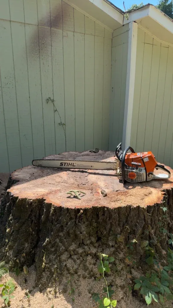 Fonvilletreeservice professional Stihl chainsaw resting on freshly cut large tree stump near residential building in NC