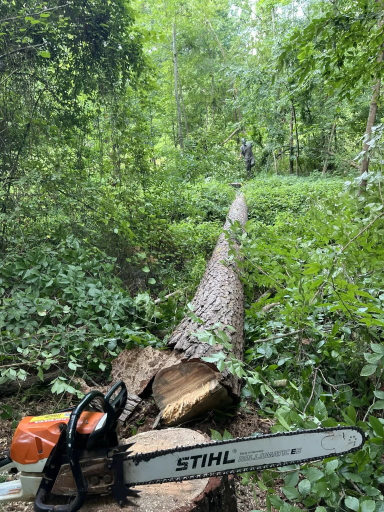 Fonvilletreeservice crew member near freshly cut fallen pine tree trunk with Stihl chainsaw in wooded NC property