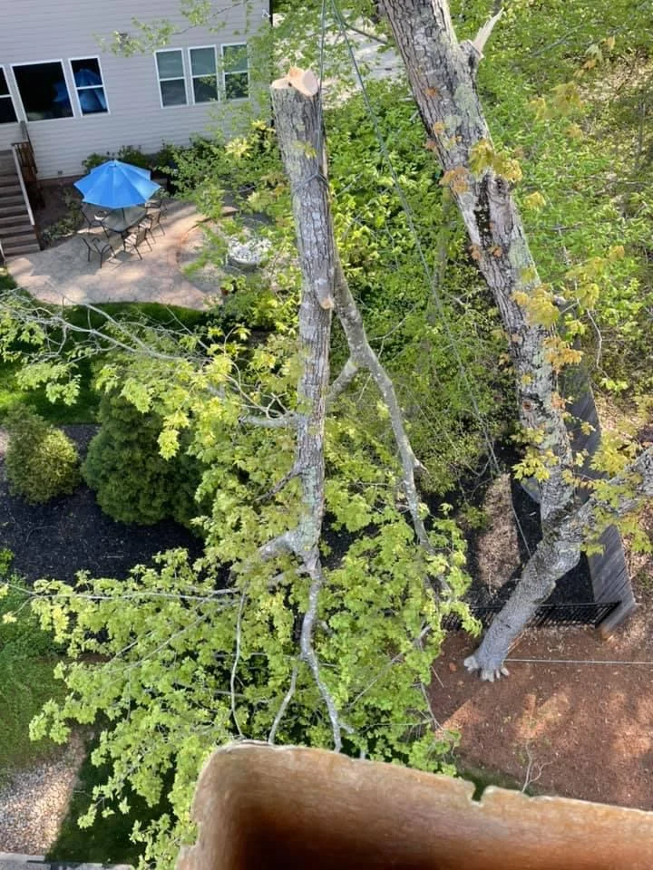 Fonvilletreeservice crew performing aerial tree pruning with rope rigging system in residential backyard setting in NC