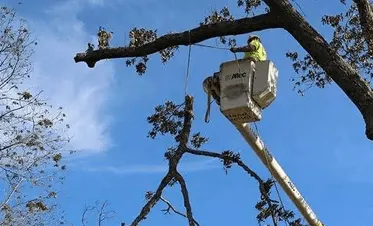Fonvilletreeservice crew member in aerial bucket truck trimming large tree branches against blue sky in NC