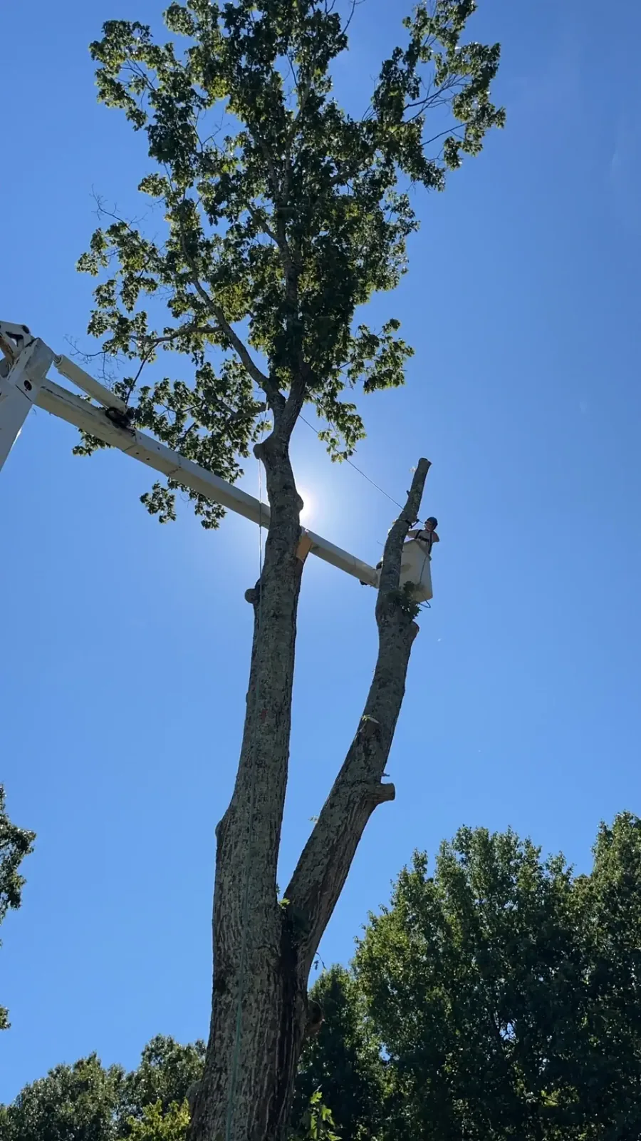 Tree being dismantled from the top down by a Fonville climber Tree being dismantled from the top down by a Fonville climber