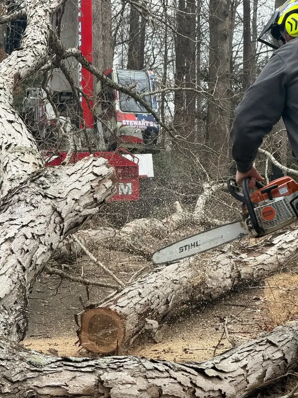 Chainsaw work on a storm-downed trunk