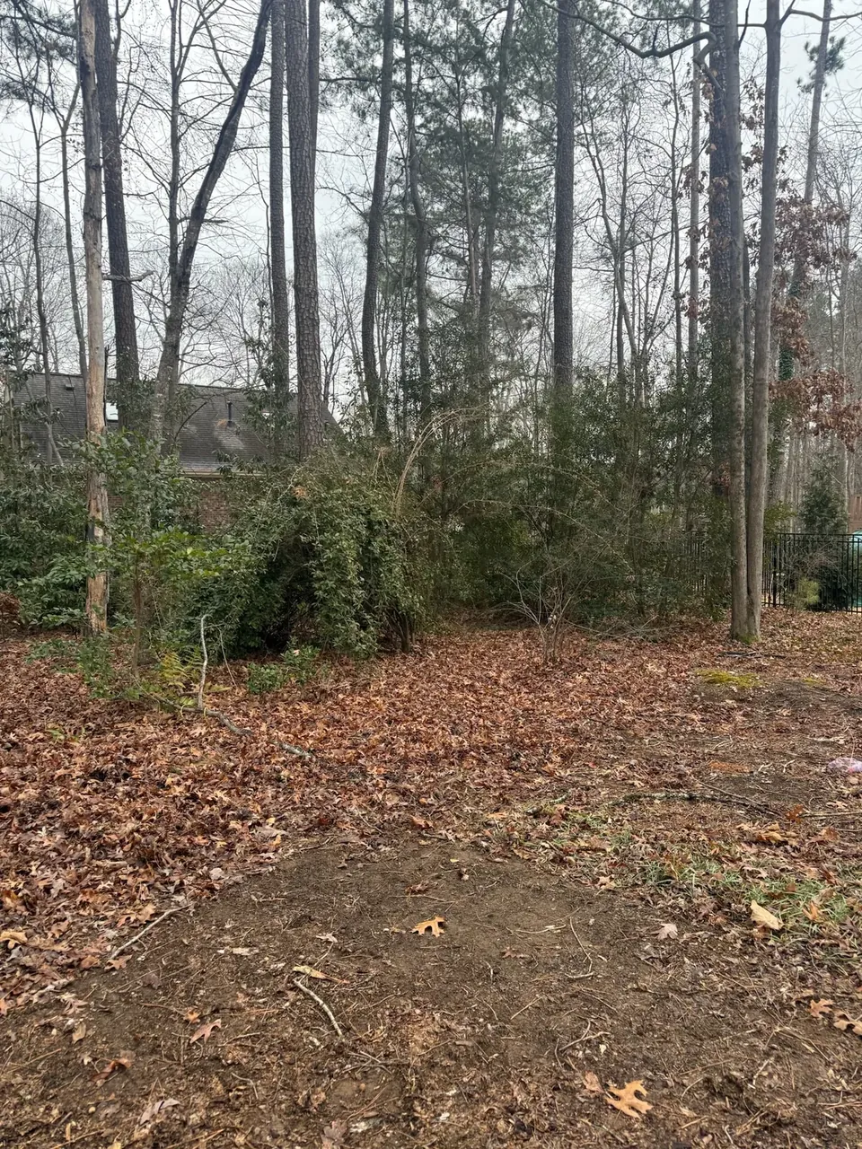 Lot edge cleared of dense brush Lot edge cleared of dense brush