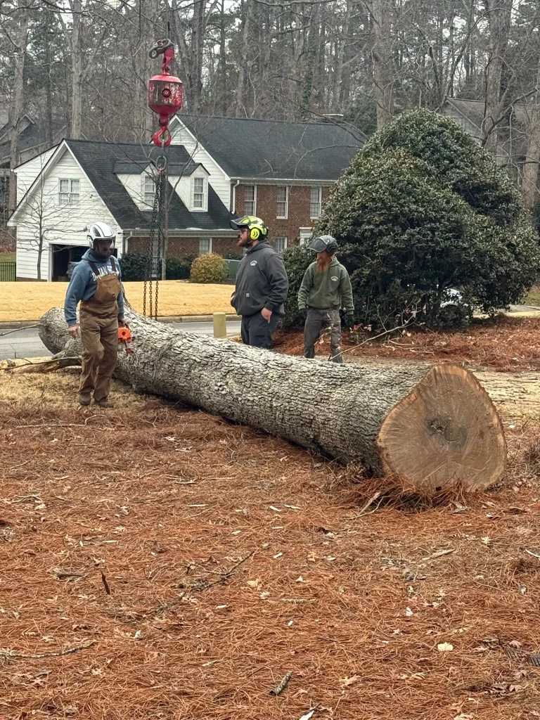 Fonvilletreeservice crew preparing large sectioned oak trunk for crane lift during residential tree removal in NC