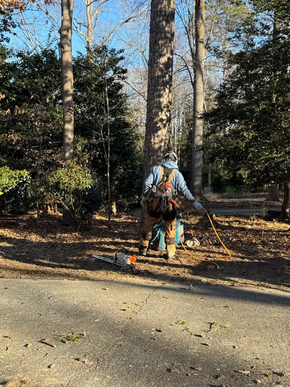 Arborist carrying a saw to a pruning job Arborist carrying a saw to a pruning job