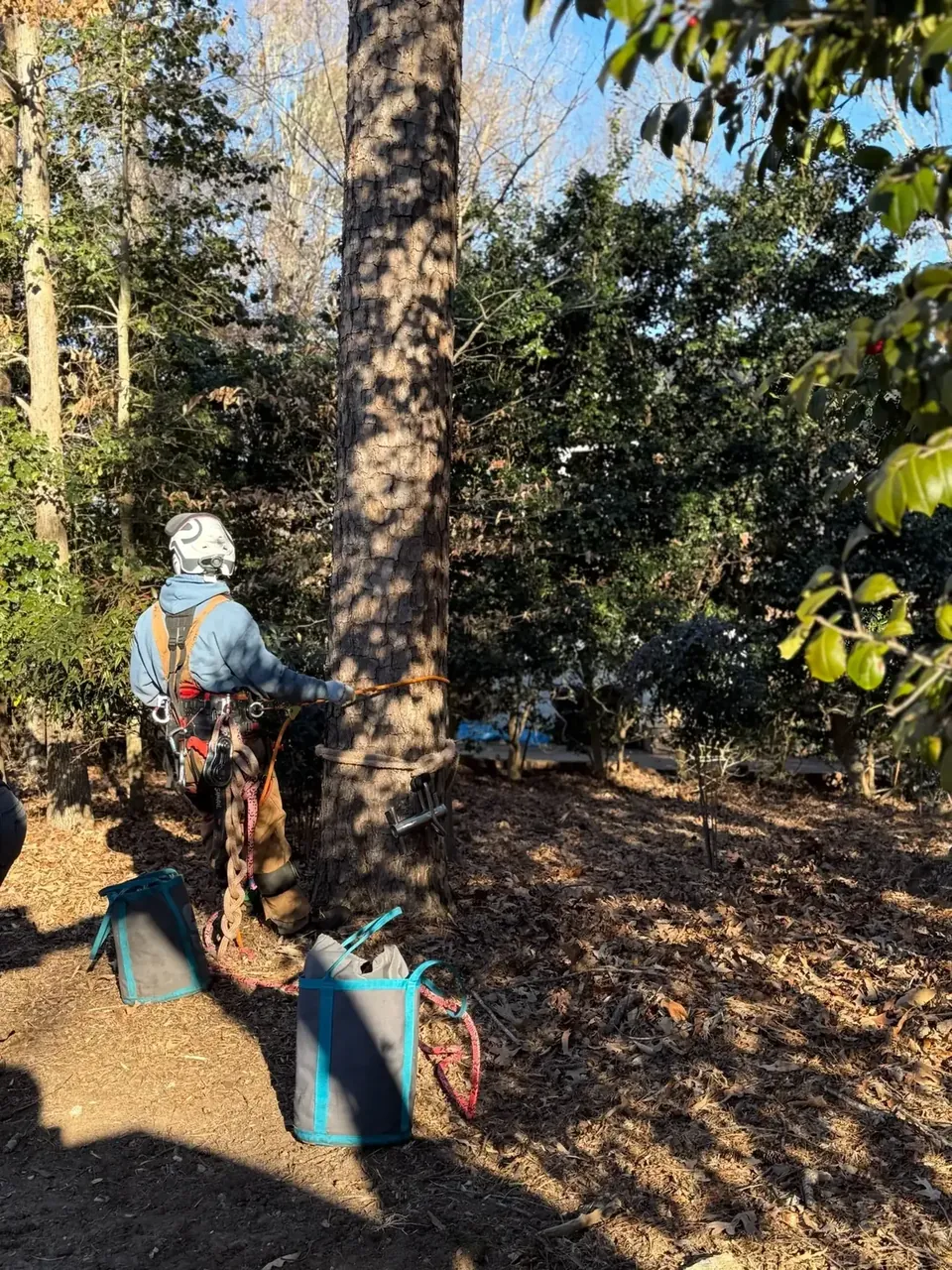Climber secured in a tree during pruning work Climber secured in a tree during pruning work