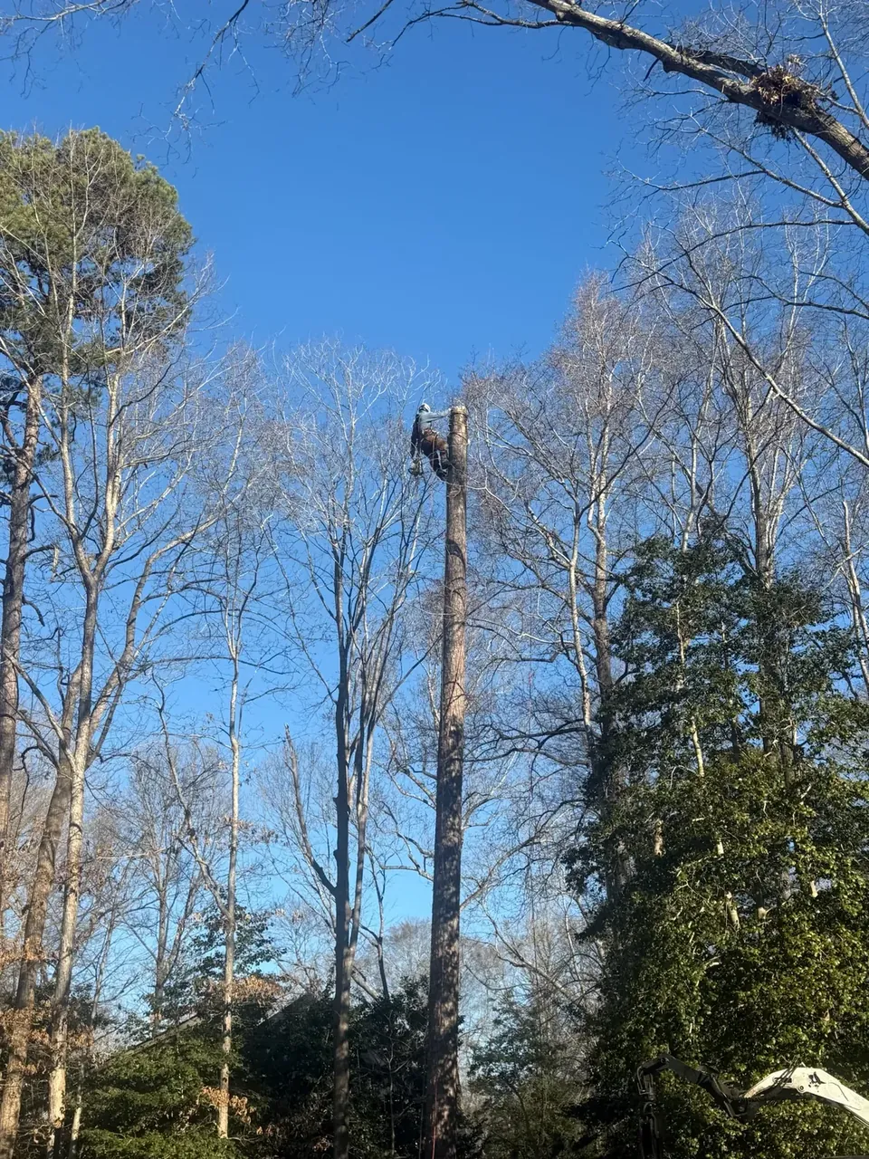 Climber working high in tall hardwood trees during a removal Climber working high in tall hardwood trees during a removal