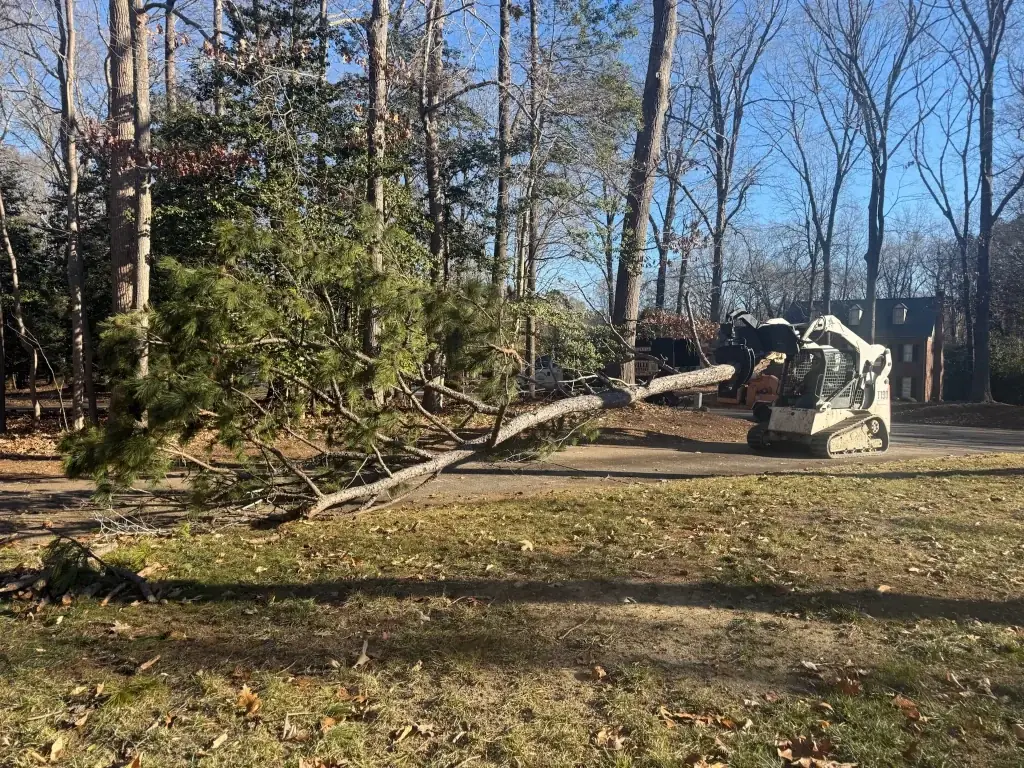 Fonvilletreeservice skid steer loader moving large fallen pine tree trunk across residential yard in NC
