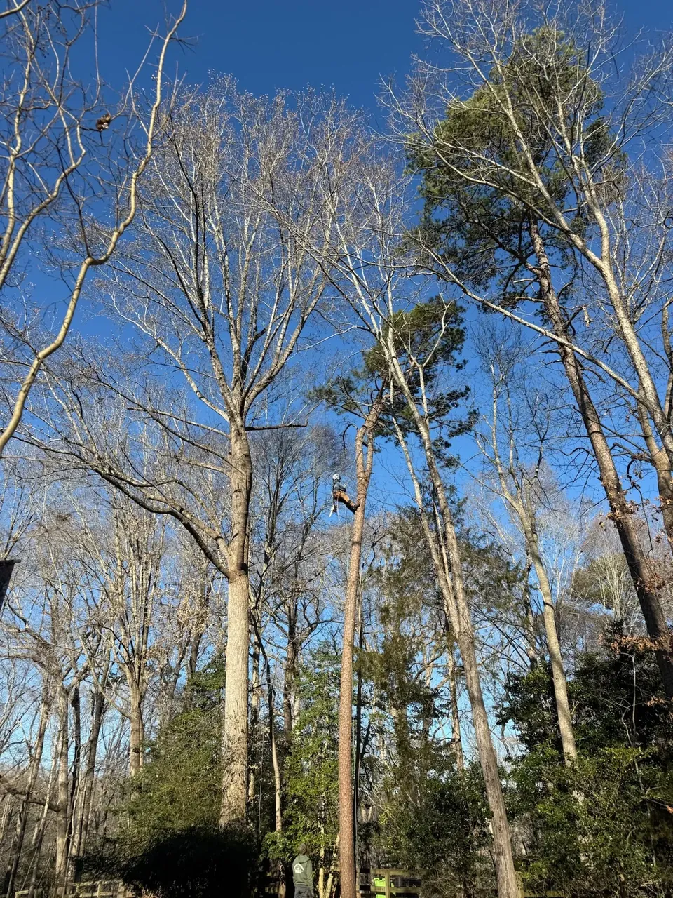 Tall trees being evaluated for trimming Tall trees being evaluated for trimming