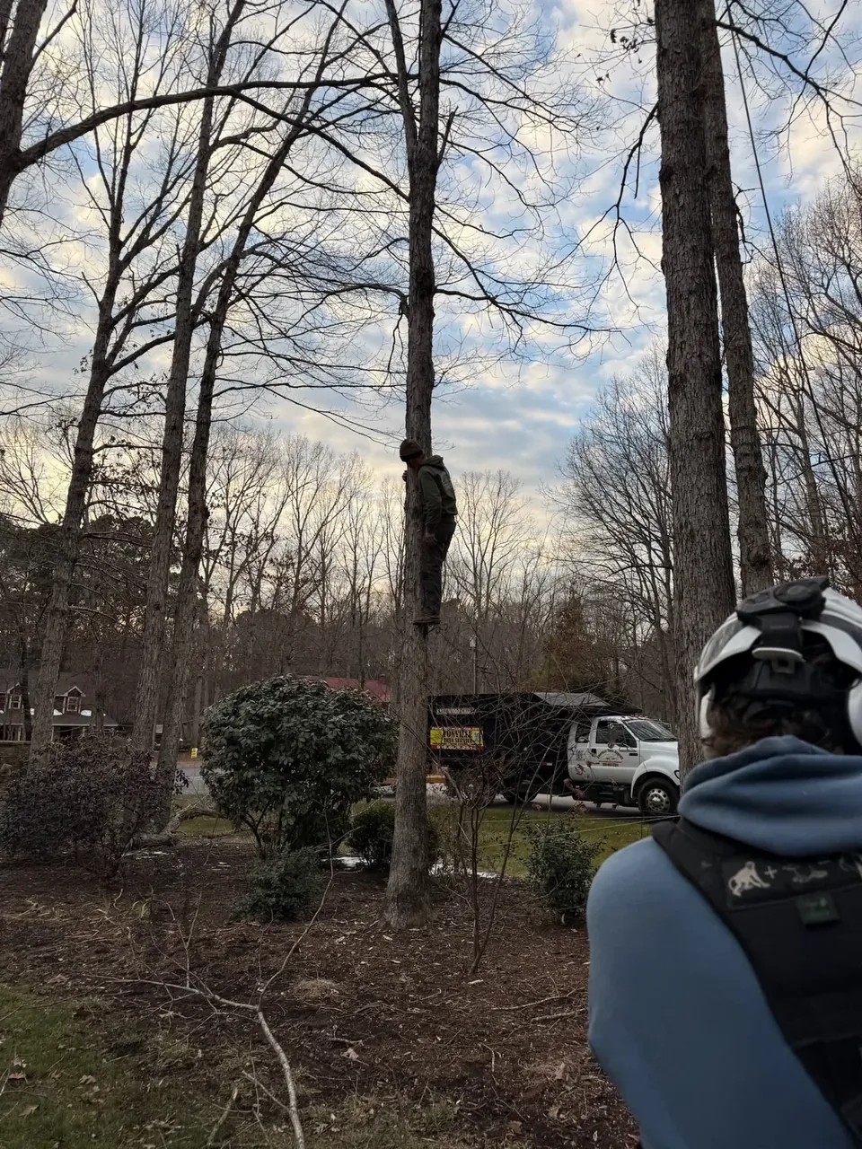 Tree trimming in progress in a residential yard Tree trimming in progress in a residential yard