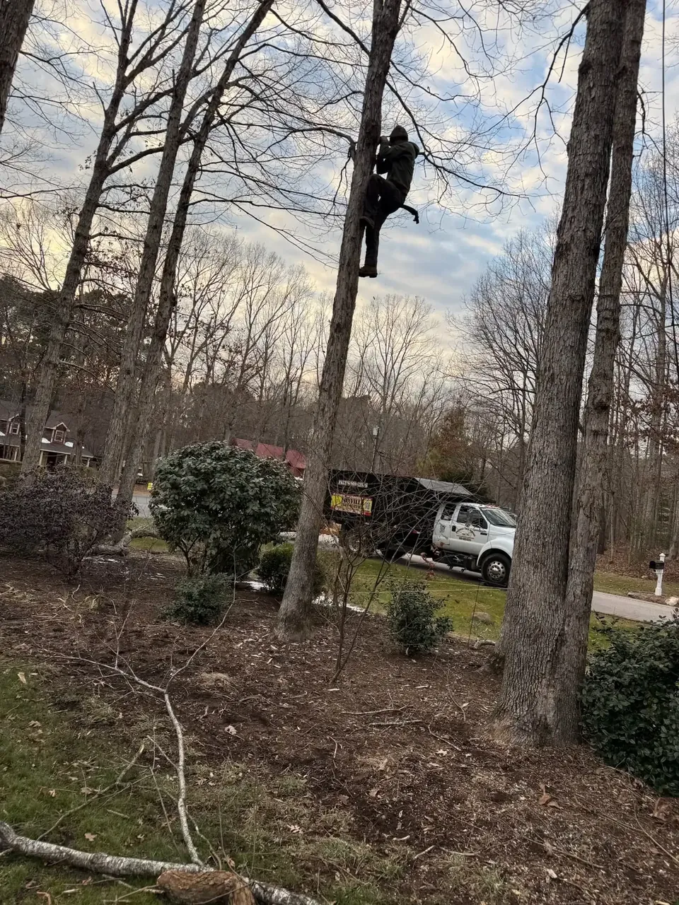 Climber roping down limbs during structural pruning Climber roping down limbs during structural pruning