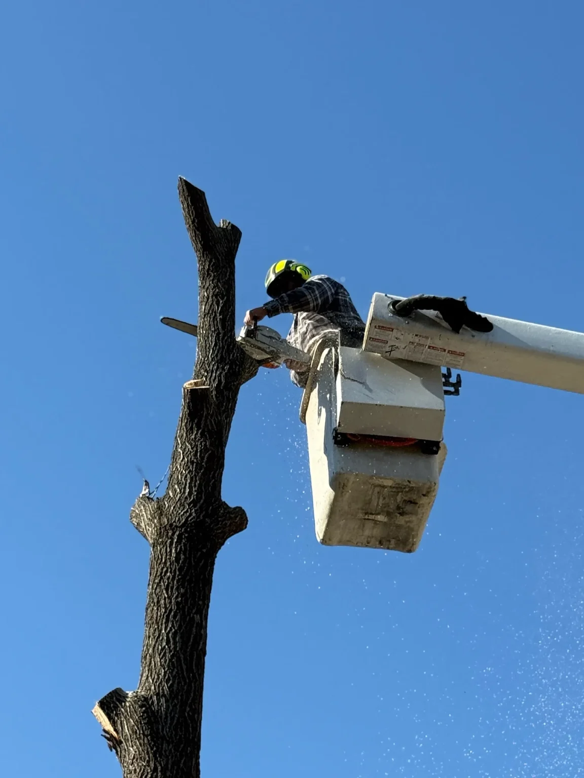 Wake Forest’s Most Common Tree Pests and How to Handle Them