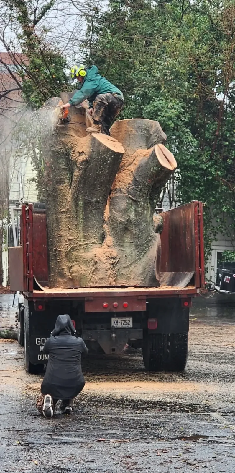 Oversized trunk section loaded into a dump truck for haul-off Oversized trunk section loaded into a dump truck for haul-off